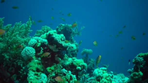 一般的なライオンフィッシュ Pterois Volitans 魚狩り サンゴ礁の上を泳ぐ エジプト — ストック動画