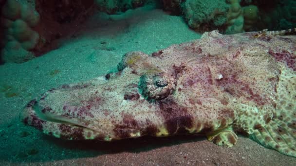 Röda Havets Fisk Ligger Botten Mattan Flatthead Papilloculiceps Longiceps Egypten — Stockvideo