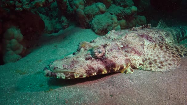 Fish Red Sea Acostado Parte Inferior Alfombra Flathead Papilloculiceps Longiceps — Vídeo de stock