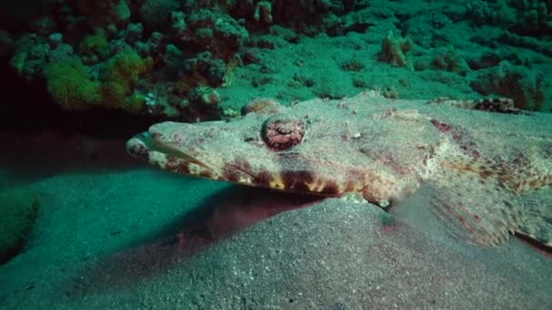 Pesce Del Mar Rosso Sdraiato Sul Fondo Tappeto Testa Piatta — Video Stock