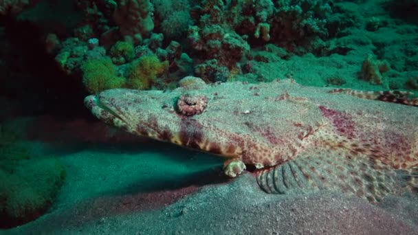 Röda Havets Fisk Ligger Botten Mattan Flatthead Papilloculiceps Longiceps Egypten — Stockvideo