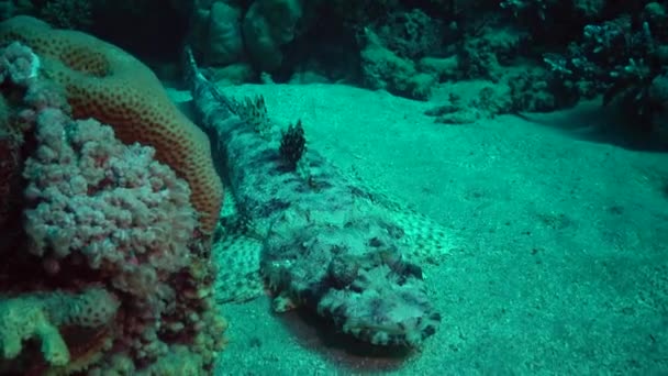 Рыба Красного Моря Лежащий Дне Ковер Papilloculiceps Longiceps Египет Абу — стоковое видео