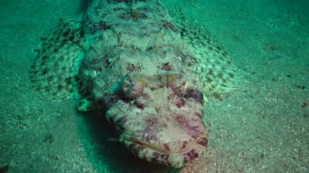 Pesce Del Mar Rosso Sdraiato Sul Fondo Tappeto Testa Piatta — Video Stock