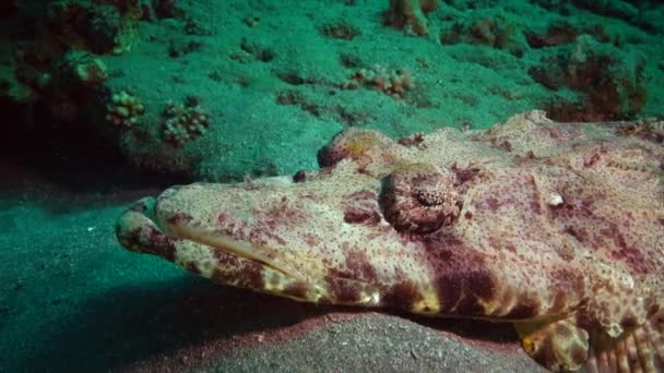 Pesce Del Mar Rosso Sdraiato Sul Fondo Tappeto Testa Piatta — Video Stock