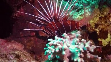 Clearfin aslan balığı (Pterois radiata), bir mercan resifinde avlanır ve yüzer. Kızıl Deniz, Mısır