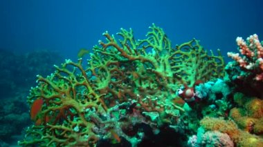 Kızıl Deniz 'in faunası. Kızıl Deniz 'deki bir mercan resifinin statik videosu. Balıklar ve mercanlarla dolu güzel bir su altı arka planı.