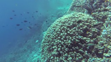 Statik video, Kızıl Deniz 'deki mercan resifi, Abu Dub. Tropikal balık ve mercanlarla dolu güzel sualtı manzarası. Hayat mercan kayalıkları. Mısır