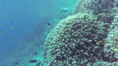 Statik video, Kızıl Deniz 'deki mercan resifi, Abu Dub. Tropikal balık ve mercanlarla dolu güzel sualtı manzarası. Hayat mercan kayalıkları. Mısır