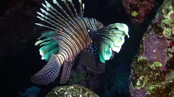 Pez León Común Pterois Volitans Caza Peces Nada Sobre Arrecife — Vídeo de stock