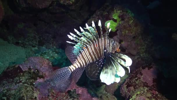 Pez León Común Pterois Volitans Caza Peces Nada Sobre Arrecife — Vídeo de stock