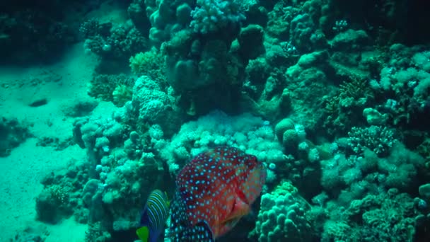 Риба Червоного Моря Plectropomus Pessuliferus Marisrubri Плаває Над Кораловим Рифом — стокове відео