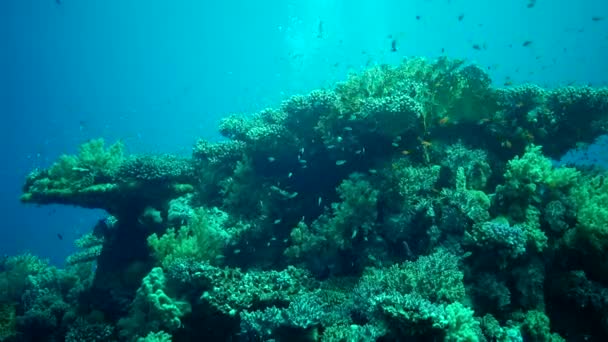 Peixes Caçam Nadam Sobre Recife Coral Mergulhadores Observam Peixe Mar — Vídeo de Stock