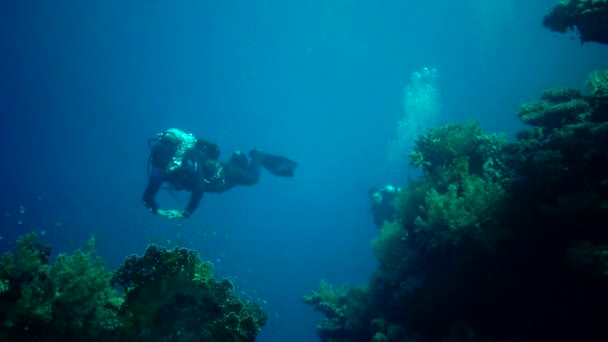 魚狩りやサンゴ礁の上で泳ぐ ダイバーは魚を見る — ストック動画