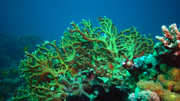 紅海の動物 紅海のサンゴ礁の静的なビデオ 魚やサンゴと美しい水中の背景 — ストック動画