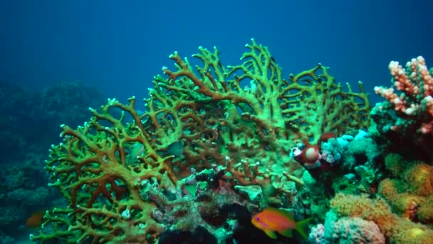 Fauna Mar Vermelho Vídeo Estático Recife Coral Mar Vermelho Fundo — Vídeo de Stock