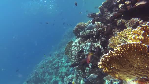 静的なビデオ 紅海のサンゴ礁 熱帯魚やサンゴと美しい水中風景 生命のサンゴ礁 エジプト — ストック動画