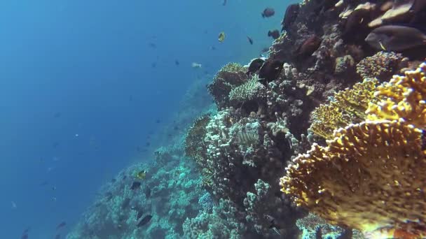 Vídeo Estático Recife Coral Mar Vermelho Abu Dub Bela Paisagem — Vídeo de Stock