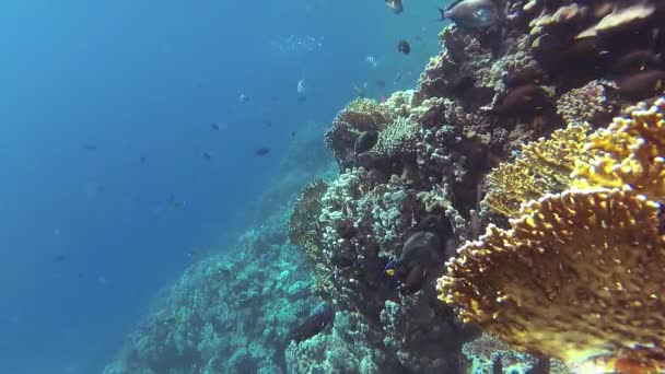 静的なビデオ 紅海のサンゴ礁 熱帯魚やサンゴと美しい水中風景 生命のサンゴ礁 エジプト — ストック動画