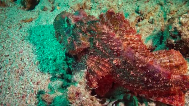 Scorpionfish Scorpaenopsis 물고기는 해저에서 마스크를 — 비디오