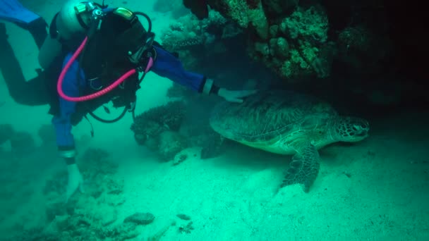 Groene Zeeschildpad Chelonia Mydas Een Duiker Streelt Een Schildpad Liggend — Stockvideo