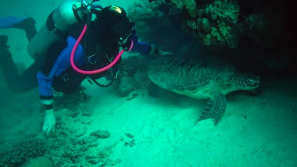 Tartaruga Marinha Verde Chelonia Mydas Mergulhador Acaricia Uma Tartaruga Deitada — Vídeo de Stock
