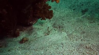 Musa balığı (Pardachirus marmoratus). Kuma gömülü balıklar, kamuflaj boyaları. Kızıl Deniz, Abu Dubb. Mısır