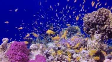 Statik video, Kızıl Deniz 'deki mercan resifi, Abu Dub. Tropikal balık ve mercanlarla dolu güzel sualtı manzarası. Hayat mercan kayalıkları. Mısır