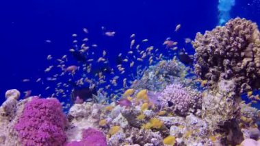 Statik video, Kızıl Deniz 'deki mercan resifi, Abu Dub. Tropikal balık ve mercanlarla dolu güzel sualtı manzarası. Hayat mercan kayalıkları. Mısır