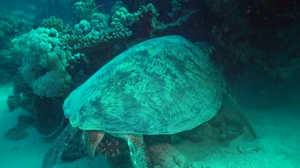 Tartaruga Marina Verde Chelonia Mydas Subacqueo Accarezza Una Tartaruga Sdraiata — Video Stock