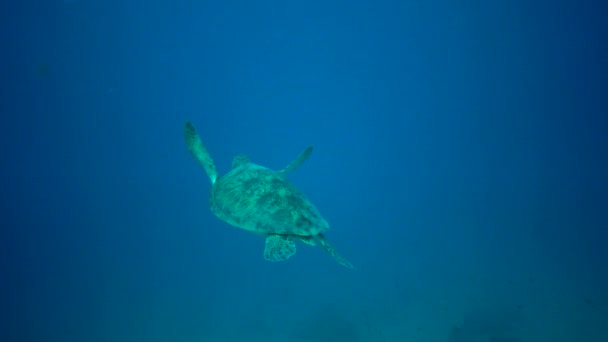 Tortuga Marina Verde Chelonia Mydas Buceador Acaricia Una Tortuga Acostada — Vídeo de stock