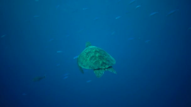 Зеленая Черепаха Chelonia Mydas Черепаха Уплывает Голубой Воде Красное Море — стоковое видео