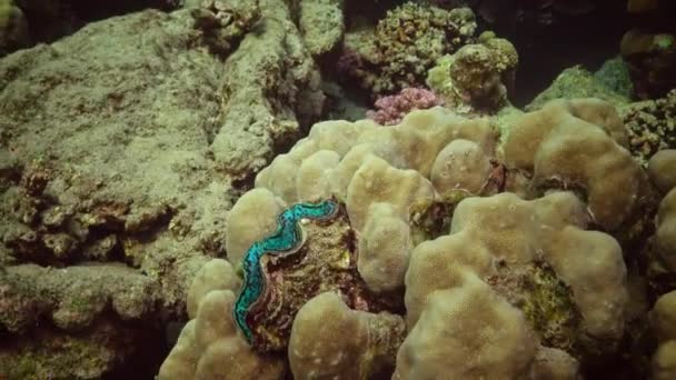 Tridakna Tridacna Maxima 二枚貝 紅海のサンゴ礁のサンゴの間で成長 マルサ アラム エジプト — ストック動画