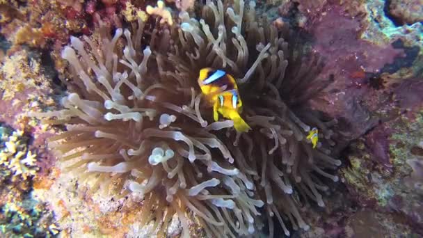 Fish Red Sea Anémona Del Mar Rojo Amphiprion Bicinctus Matrimonio — Vídeos de Stock