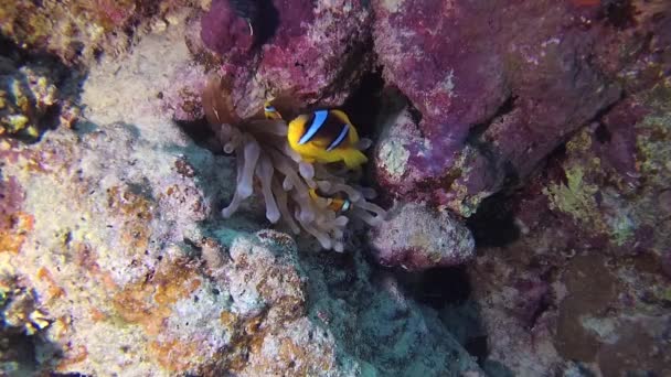Ψάρια Της Ερυθράς Θάλασσας Ερυθρά Θάλασσα Ανεμόνεφις Amphiprion Bicinctus Ένα — Αρχείο Βίντεο