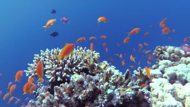 Statische Video Koraalrif Rode Zee Abu Dub Prachtig Onderwaterlandschap Met — Stockvideo