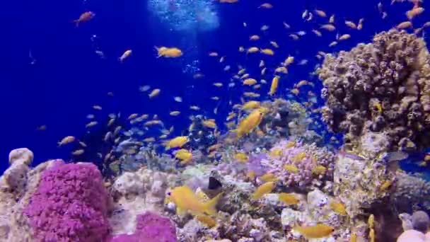 Статическое Видео Коралловый Риф Красном Море Абу Даб Красивый Подводный — стоковое видео