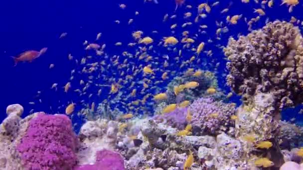 Static Video Coral Reef Red Sea Abu Dub Beautiful Underwater — Stock Video