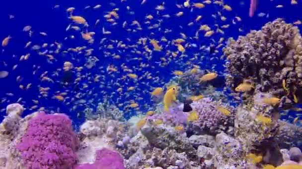 Статическое Видео Коралловый Риф Красном Море Абу Даб Красивый Подводный — стоковое видео
