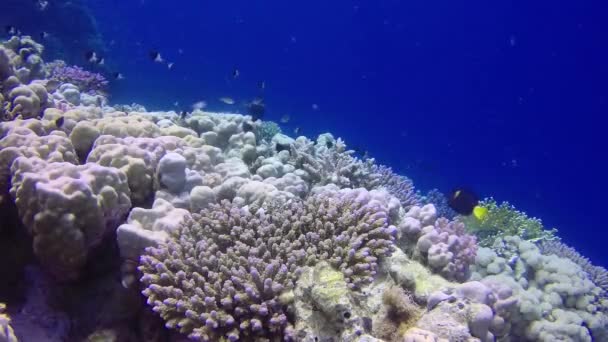 Vídeo Estático Arrecife Coral Mar Rojo Abu Dub Hermoso Paisaje — Vídeos de Stock