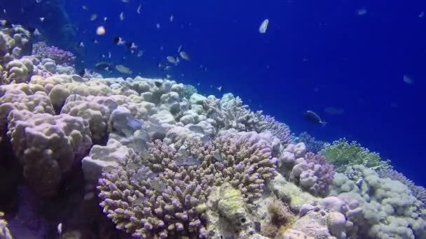 Vídeo Estático Recife Coral Mar Vermelho Abu Dub Bela Paisagem — Vídeo de Stock