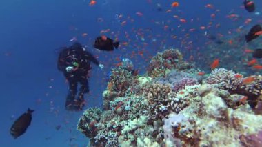 Kızıl Deniz 'deki statik video, dalgıçlar ve mercan resifleri, Abu Dubb. Tropikal balık ve mercanlarla dolu güzel sualtı manzarası. Hayat mercan kayalıkları. Mısır