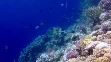 Statik video, Kızıl Deniz 'deki mercan resifi, Abu Dub. Tropikal balık ve mercanlarla dolu güzel sualtı manzarası. Hayat mercan kayalıkları. Mısır