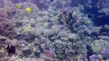 Statik video, Kızıl Deniz 'deki mercan resifi, Abu Dub. Tropikal balık ve mercanlarla dolu güzel sualtı manzarası. Hayat mercan kayalıkları. Mısır
