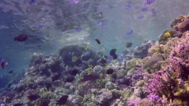 Statik video, Kızıl Deniz 'deki mercan resifi, Abu Dub. Tropikal balık ve mercanlarla dolu güzel sualtı manzarası. Hayat mercan kayalıkları. Mısır