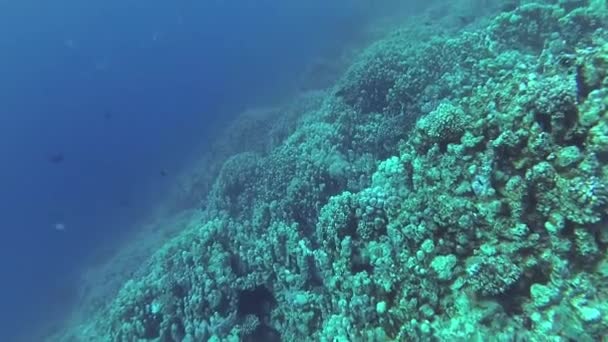 红海的珊瑚礁 Abu Dubb 美丽的水下景观与热带鱼和珊瑚 生物珊瑚礁 — 图库视频影像