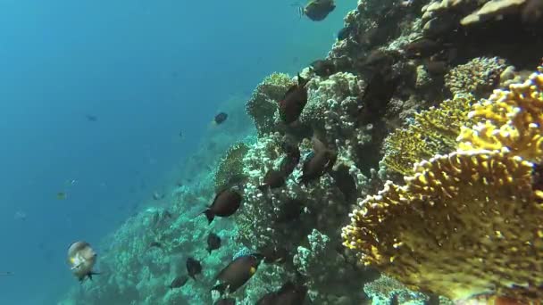 Статичне Відео Кораловий Риф Червоного Моря Абу Даб Прекрасний Підводний — стокове відео