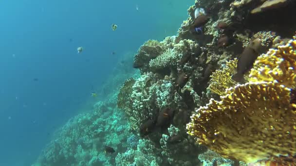 Vídeo Estático Arrecife Coral Mar Rojo Abu Dub Hermoso Paisaje — Vídeo de stock