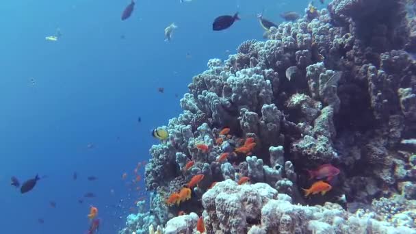 Vídeo Estático Arrecife Coral Mar Rojo Abu Dub Hermoso Paisaje — Vídeo de stock