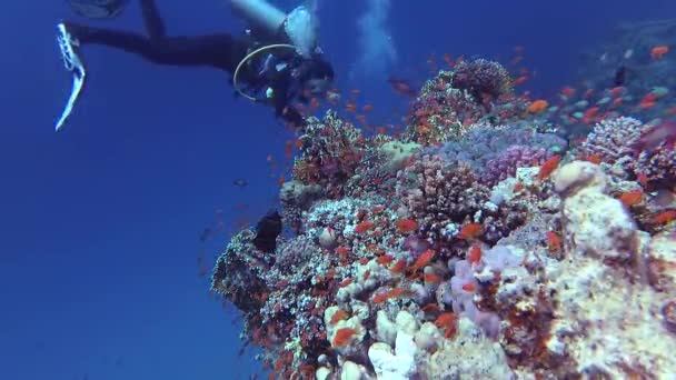Статичне Відео Кораловий Риф Червоного Моря Абу Даб Прекрасний Підводний — стокове відео