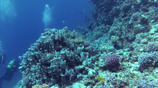 静态录像 红海的珊瑚礁 美丽的水下景观与热带鱼和珊瑚 生物珊瑚礁 — 图库视频影像